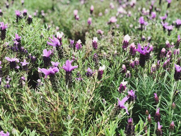 Purple flowering plants on field