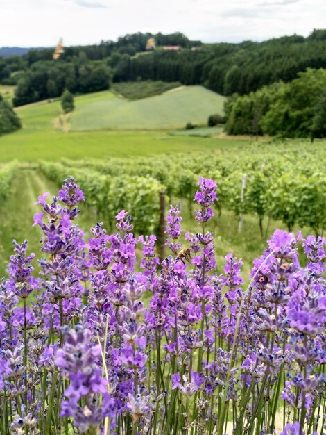 Foto piante a fiore viola sul campo