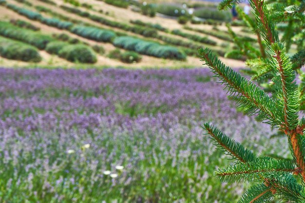 Photo purple flowering plants on field