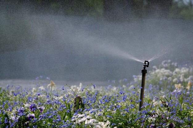 Foto piante a fiori viola sul campo