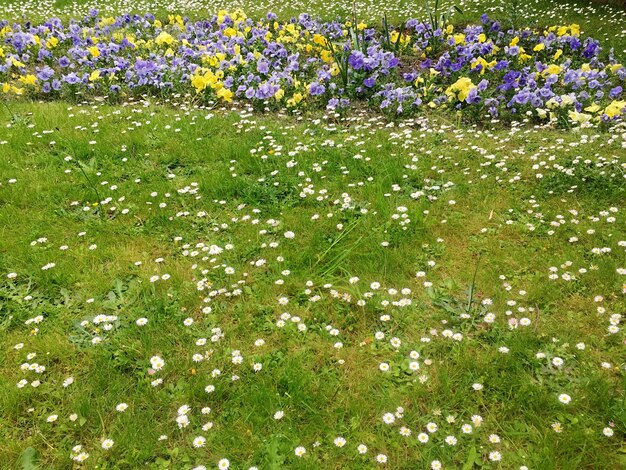 Foto piante a fiore viola sul campo