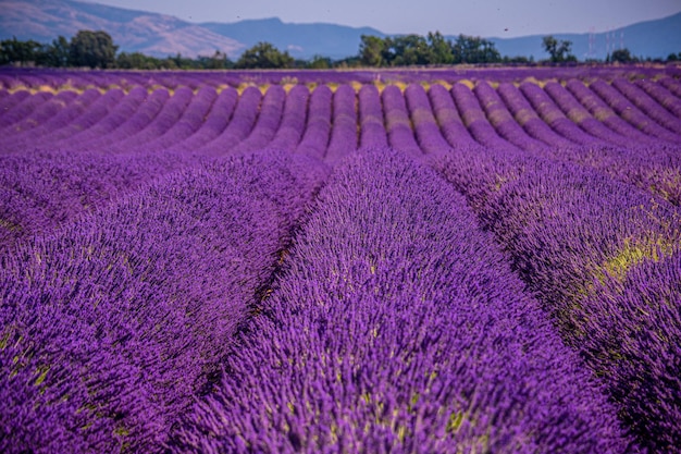野原で紫の花をかせる植物