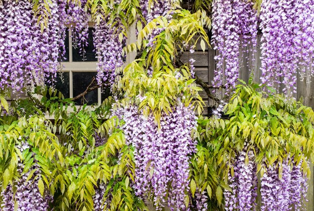 Photo purple flowering plants in garden