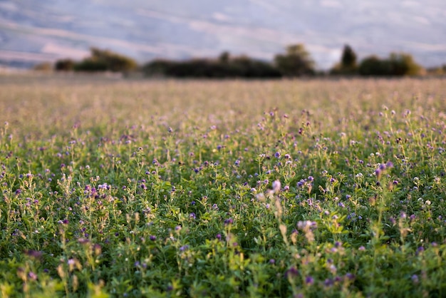 Purple flowering plants growing on field