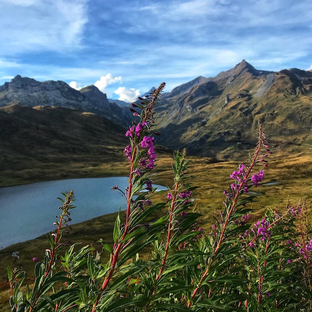 Photo purple flowering plants on land against sky