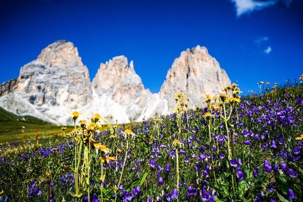 写真 青い空を背景に野原で紫の花がく植物