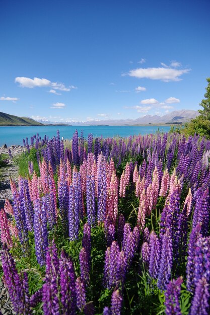 写真 空に照らして野原で紫の花を ⁇ かせている植物