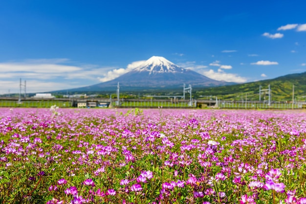 写真 紫色の花が空の向こうの畑にく植物