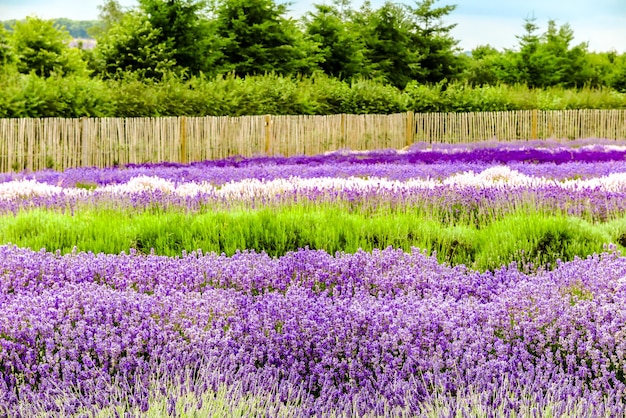 写真 野原で紫の花を ⁇ かせる植物