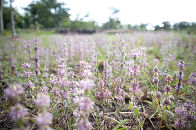 写真 野原で紫の花をかせる植物