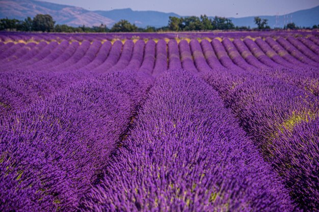 写真 野原で紫の花をかせる植物