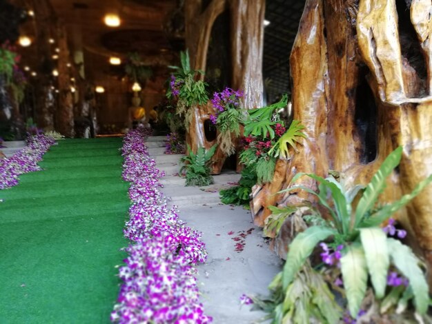 Purple flowering plants in park