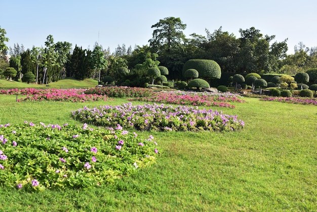 公園で紫の花をかせる植物