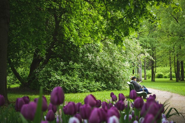 Purple flowering plants in park