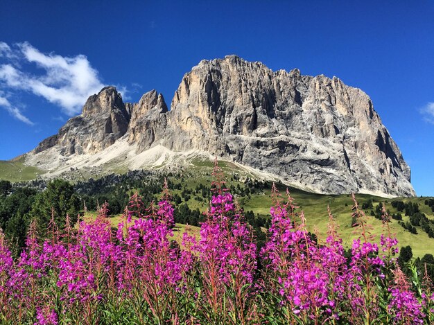 Purple flowering plants on rocks against sky