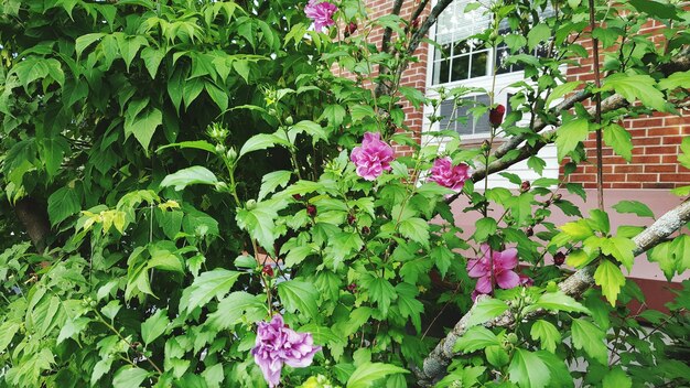 写真 紫色の花の植物