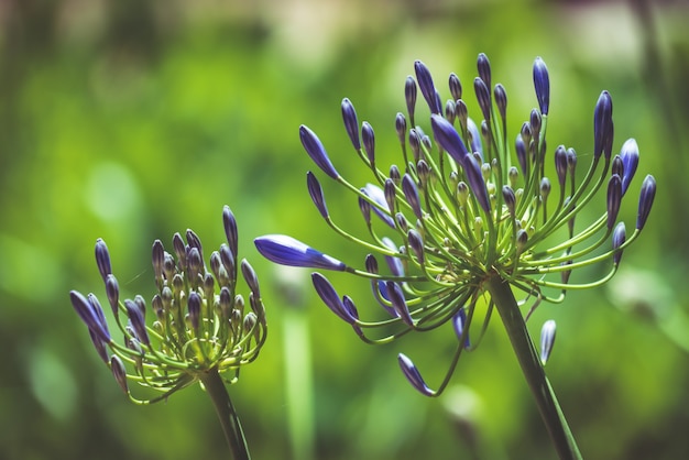 Photo purple flowers of african lily