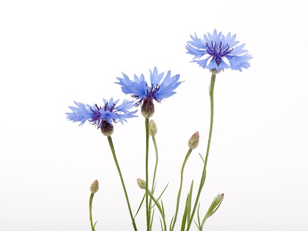 Purple flowers against white background