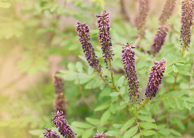 Photo purple flowers of amorpha fruticosa