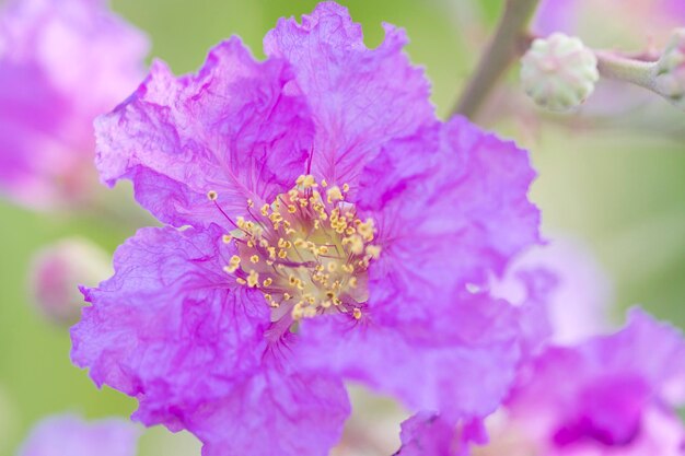 Purple flowers are blooming in the gardenblurred and soft focus