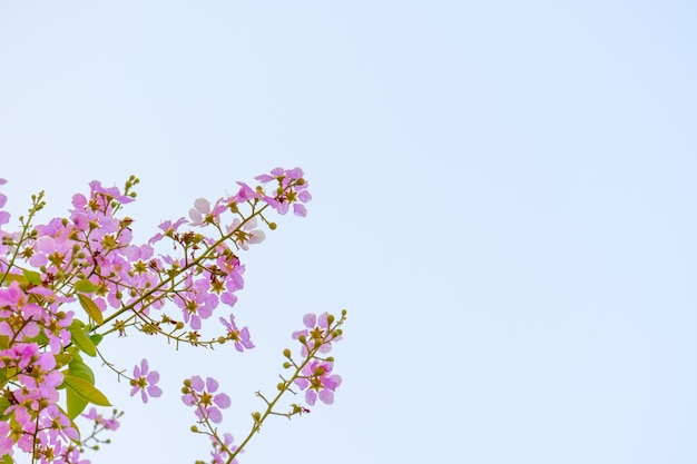 Purple flowers are blooming on trees