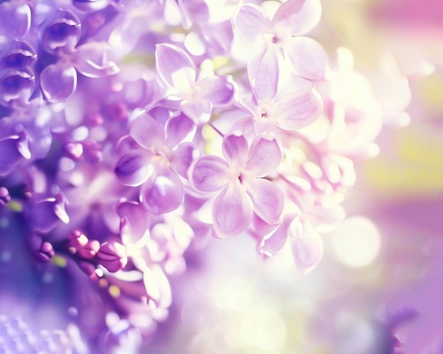 Purple flowers on a background of purple flowers