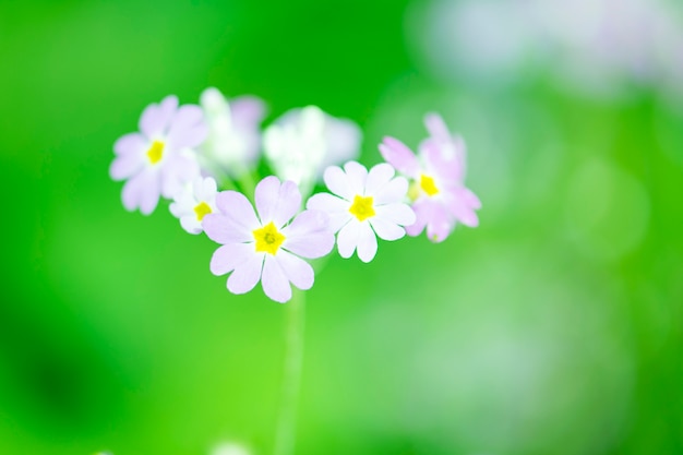 Purple flowers for background