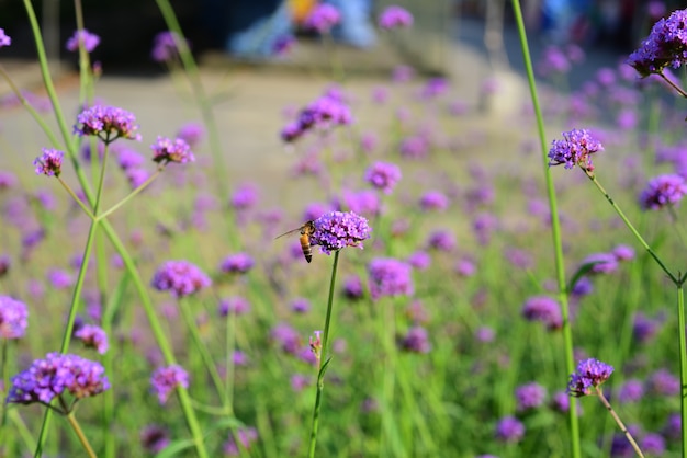 紫色の花と蜂