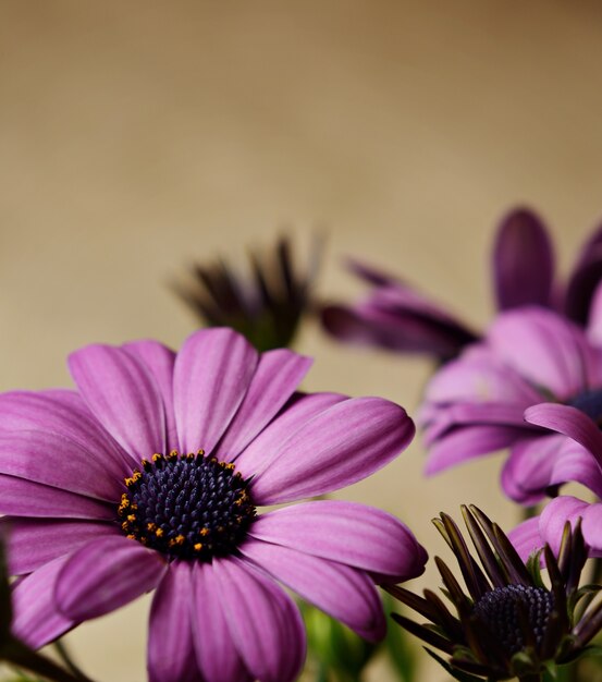 Purple flowers on beige