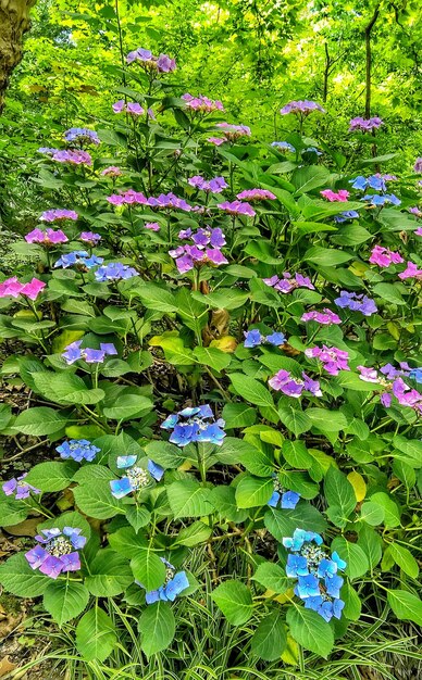 Purple flowers in bloom