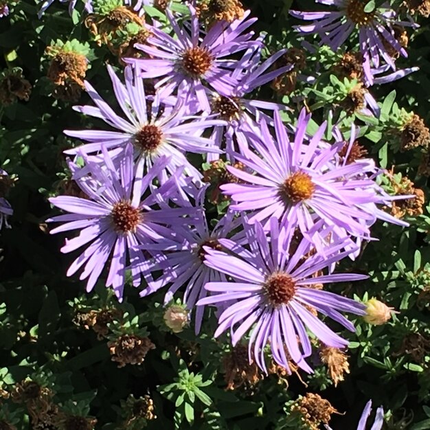 Foto fiori viola che fioriscono sul campo