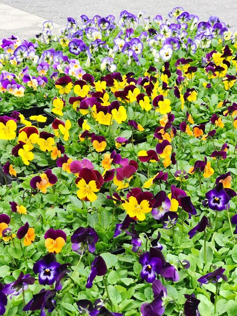 Purple flowers blooming on field