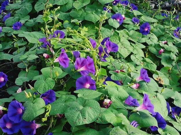 Purple flowers blooming outdoors