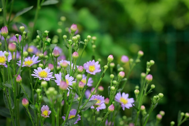 Purple flowers blooming outdoors