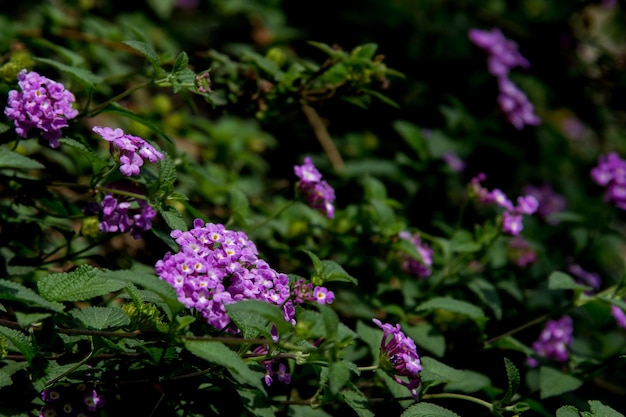 紫色の花が屋外でいています