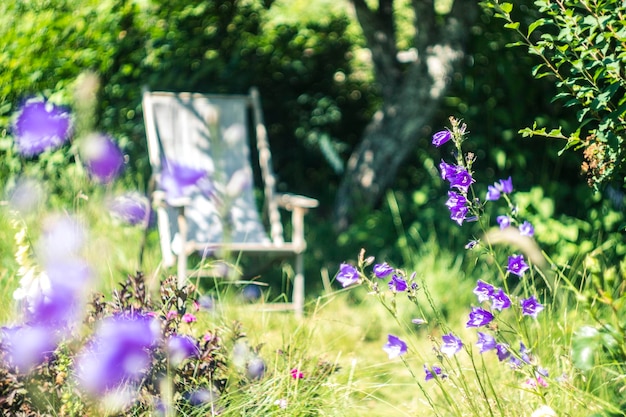 Purple flowers blooming in park