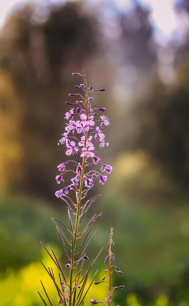 Purple flowers of Blooming Sally or Fireweed medical plants