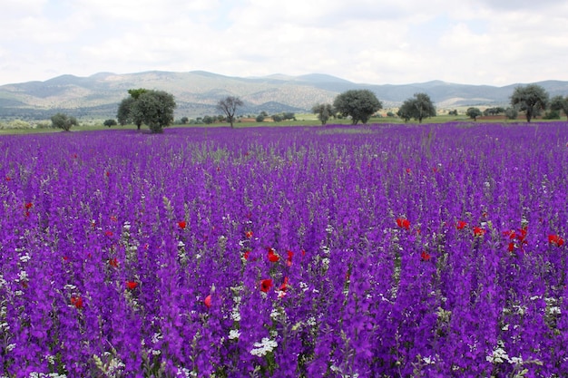 Purple flowers blooming in spring