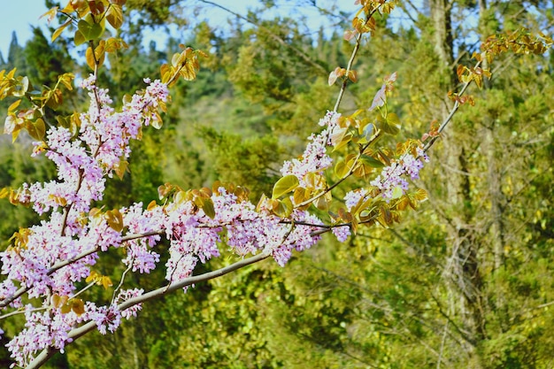 Purple flowers blooming on tree