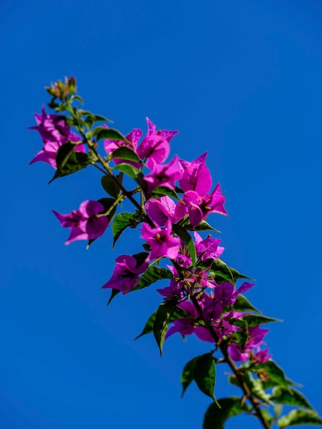 Purple flowers and blue sky background