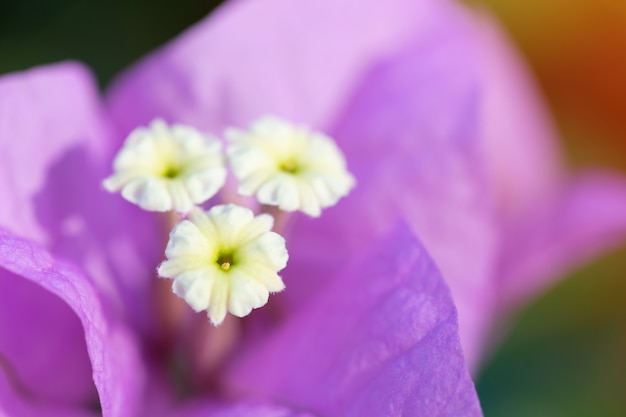 紫色の花がぼんやりした背景