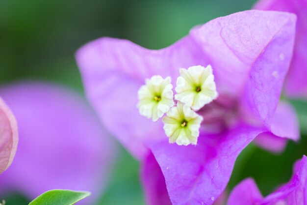 紫色の花がぼんやりした背景