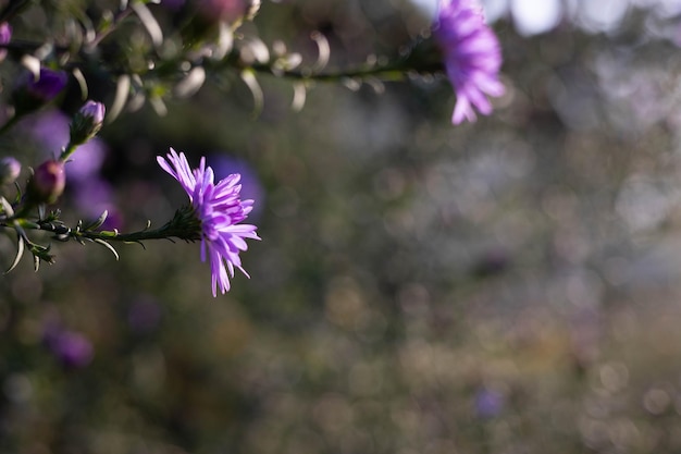 Purple flowers on a branch
