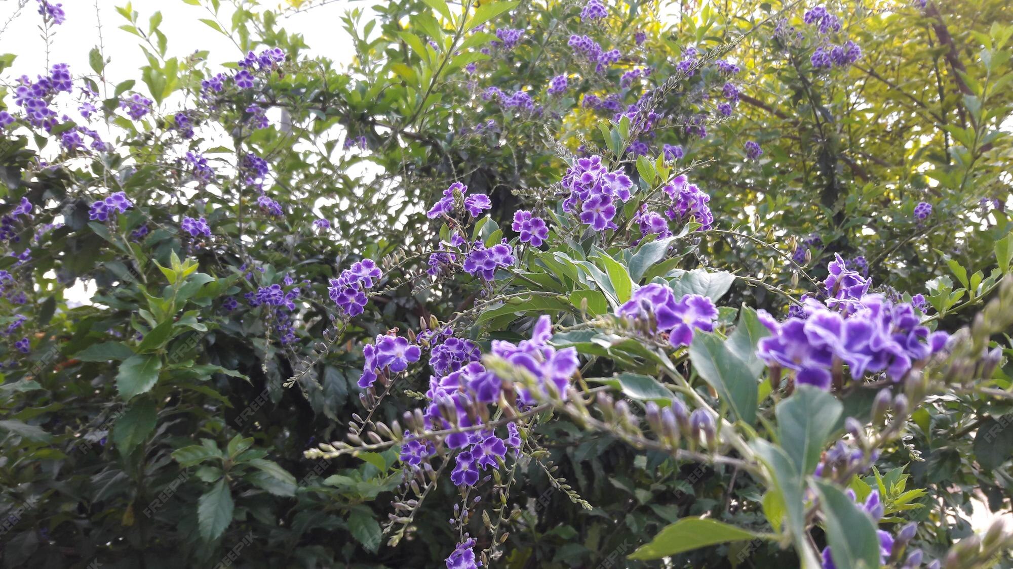 Premium Photo Purple flowers on a bush in the garden