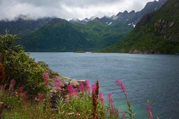 背景に強大な山々 と海辺の紫の花、ノルウェー北部の風景、センジャ