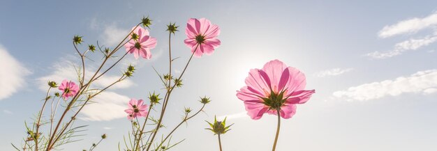 紫の花は春の牧草地で日光をキャプチャします