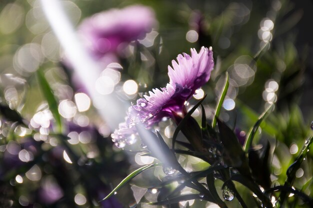 Fiori viola di garofano con gocce di pioggia sullo sfondo di illuminazione del raggio di sole bellissimo bokeh