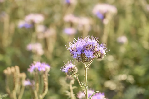 I fiori viola si chiudono con uno sfondo sfocato