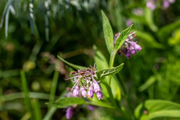 Photo purple flowers of comfrey symphytum officinale purple flowers in a meadow near a lake during the flowering period