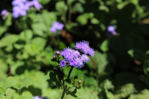 Purple flowers of Conoclinium coelestinum, commonly known as blue mistflower